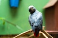 Congo African Grey Parrot in zoo close up Royalty Free Stock Photo