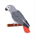 Congo grey parrot. African bird with red tail and gray feathers. Tropical birdie from Africa. Exotic fauna. Royalty Free Stock Photo