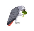 Congo grey parrot eating food vegetable. Exotic tropical bird with broccoli. Cute funny African birdie holding healthy