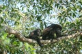 Congo Monkey Mom and its baby