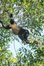 Congo Monkey finding food