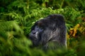 Congo mountain gorilla. Gorilla - wildlife forest portrait . Detail head primate portrait with beautiful eyes. Wildlife scene from