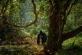 Congo mountain gorilla. Gorilla - wildlife forest portrait . Detail head primate portrait with beautiful eyes. Wildlife scene from