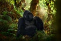 Congo mountain gorilla. Gorilla - wildlife forest portrait . Detail head primate portrait with beautiful eyes. Wildlife scene from