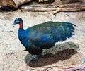The Congo peafowl Afropavo congensis, also known as the African peafowl, native to the Congo Basin Royalty Free Stock Photo
