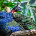 Congo Peafowl, Peacock, African Peafowl Royalty Free Stock Photo