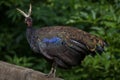 Congo peafowl (Afropavo congensis)