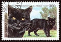 CONGO REPUBLIC - CIRCA 1999: A stamp printed in Congo from the `Cats` issue shows British Shorthair, circa 1999.