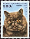 CONGO REPUBLIC - CIRCA 1996: A stamp printed in Congo from the `Domestic Cats` issue shows a Exotic Shorthair, circa 1996.