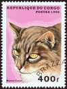 CONGO REPUBLIC - CIRCA 1996: A stamp printed in Congo from the `Domestic Cats` issue shows a Maine Coon, circa 1996.
