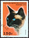 CONGO REPUBLIC - CIRCA 1996: A stamp printed in Congo from the `Domestic Cats` issue shows a Siamese, circa 1996.