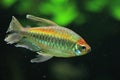 Congo tetra Royalty Free Stock Photo