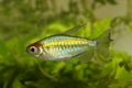 Congo tetra aquarium fish Phenacogrammus interruptus Royalty Free Stock Photo