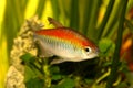 Congo tetra aquarium fish Phenacogrammus interruptus