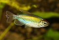 Congo tetra aquarium fish Phenacogrammus interruptus Royalty Free Stock Photo