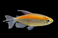 Congo tetra Royalty Free Stock Photo