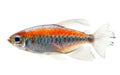 Congo tetra Royalty Free Stock Photo