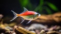 Congo tetra fish generated by AI tool.