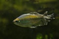 The Congo tetra Phenacogrammus interruptus.