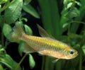 Congo Tetra, phenacogrammus interruptus, Aquarium Fish Royalty Free Stock Photo