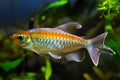 Congo tetra, Phenacogrammus interruptus, endemic of African Congo river basin, popular ornamental Characin fish