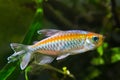 Congo tetra, Phenacogrammus interruptus, endemic of African Congo river basin, healthy Characin fish in natural biotope aqua Royalty Free Stock Photo