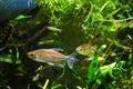 Congo tetra, Phenacogrammus interruptus, male and female endemic of tropical African Central Congo river basin Royalty Free Stock Photo