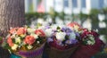 Congratulation flowers on blur outdoors background