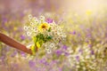 Congratulations gift concept, field bouquet of flowers close-up. human hand holds composition collected wild flowers Royalty Free Stock Photo