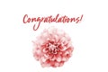 Congratulations pink text message and pink and white dahlia flower isolated on a seamless white background. Royalty Free Stock Photo