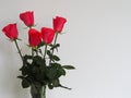 Congratulations to the holiday.Bouquet of pink roses in a glass vase on a gray background. Place for text