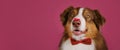 Happy Australian Shepherd Dog Wears Bow Tie And Has Red Heart On Nose. Congratulations Wedding, Anniversary Birthday