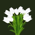 Congratulatory bouquet of white tulips, painted by hand, on a black background.