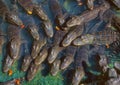 A congregation of alligators. Royalty Free Stock Photo