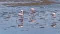 Congregation of greater flamingos Phoenicopterus ruber roseus foraging for food with heads down in shallow water with reflectio