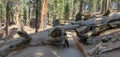 Congress Trail tunnel log in Sequoia National Park California Royalty Free Stock Photo