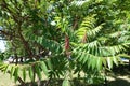 Conic cluster in the leafage of vinegar tree