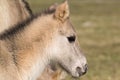 Conic horse foal