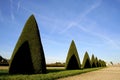 Conic trees in versailles
