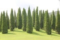 Conical evergreen conifer