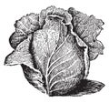 Conical Form of Cabbage vintage illustration