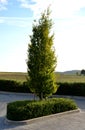 Conical from ground branched hornbeam in an island in the parking lot of gray interlocking paving with undergrowth of pruned