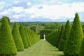 Conical hedges lines and lawn, Versailles Chateau, France