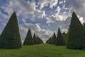 Conical hedges lines and lawn, Versailles Chateau, France