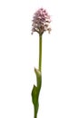 Conical orchid - Orchis conica Royalty Free Stock Photo