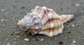 A conical seashell with a spiraled structure rests on coarse sand. The shell displays a mix of Royalty Free Stock Photo