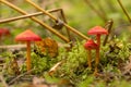 Conical wax cap, Hygrocybe conica