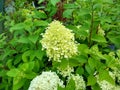 Hydrangea paniculata 'Limelight' Royalty Free Stock Photo
