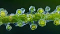 A of conidia clinging to a plant stem with their unique structures and textures helping them to cling and thrive in