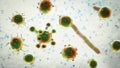 Conidiobolus coronatus microscopic fungi, 3D illustration. Tropical fungus, causes polyps or under skin masses in nasal cavity